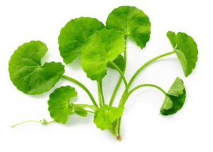 Cica Benefits for Skin 